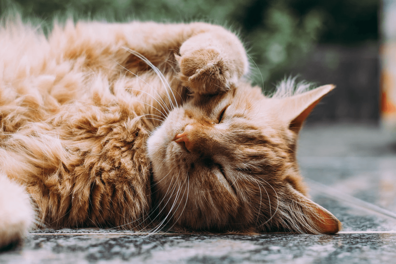 Cat Allergies in Humans: Symptoms and Treatment