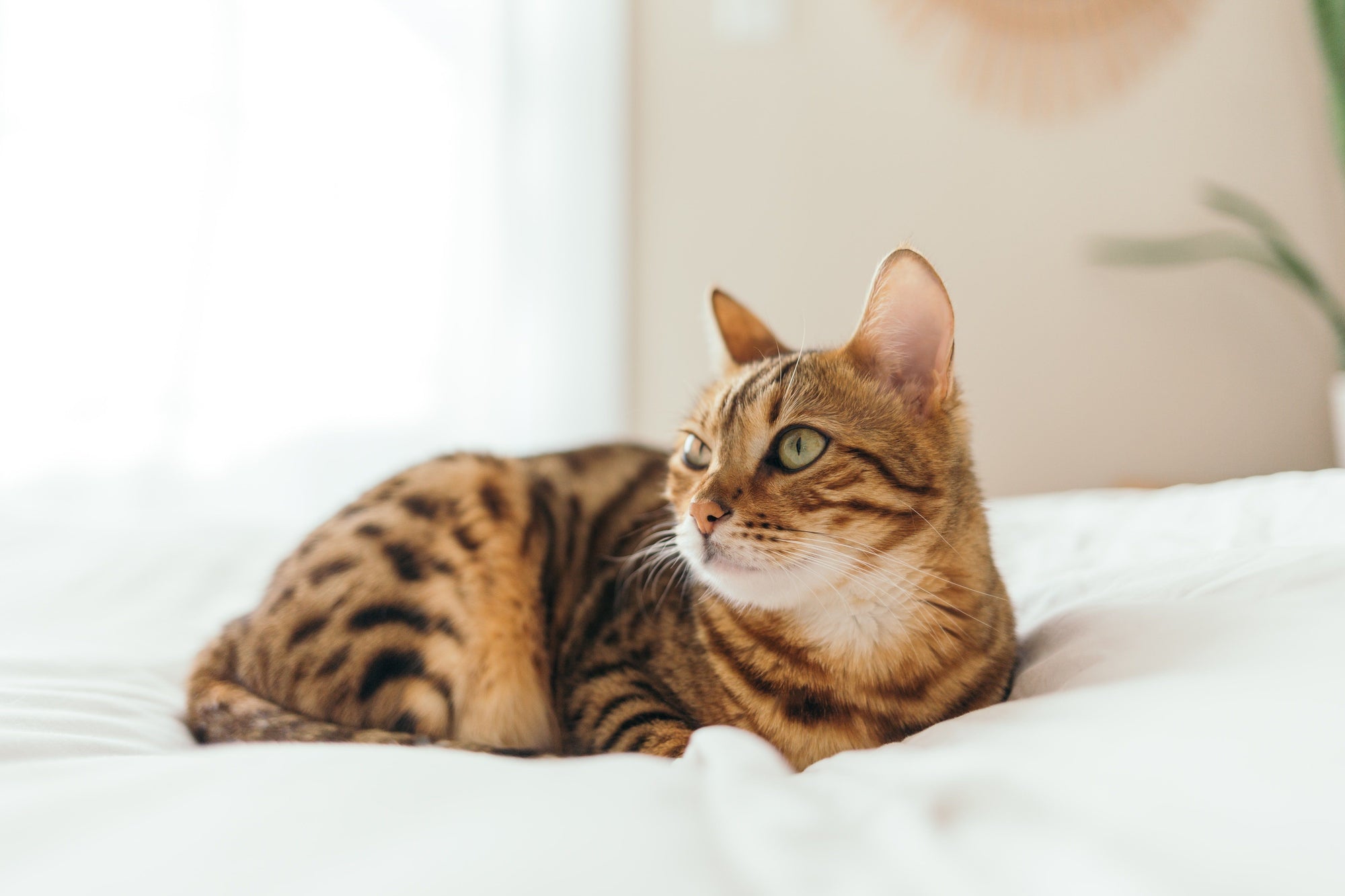 Adult Cat Nutrition: Best Food & Nutrition Tips
