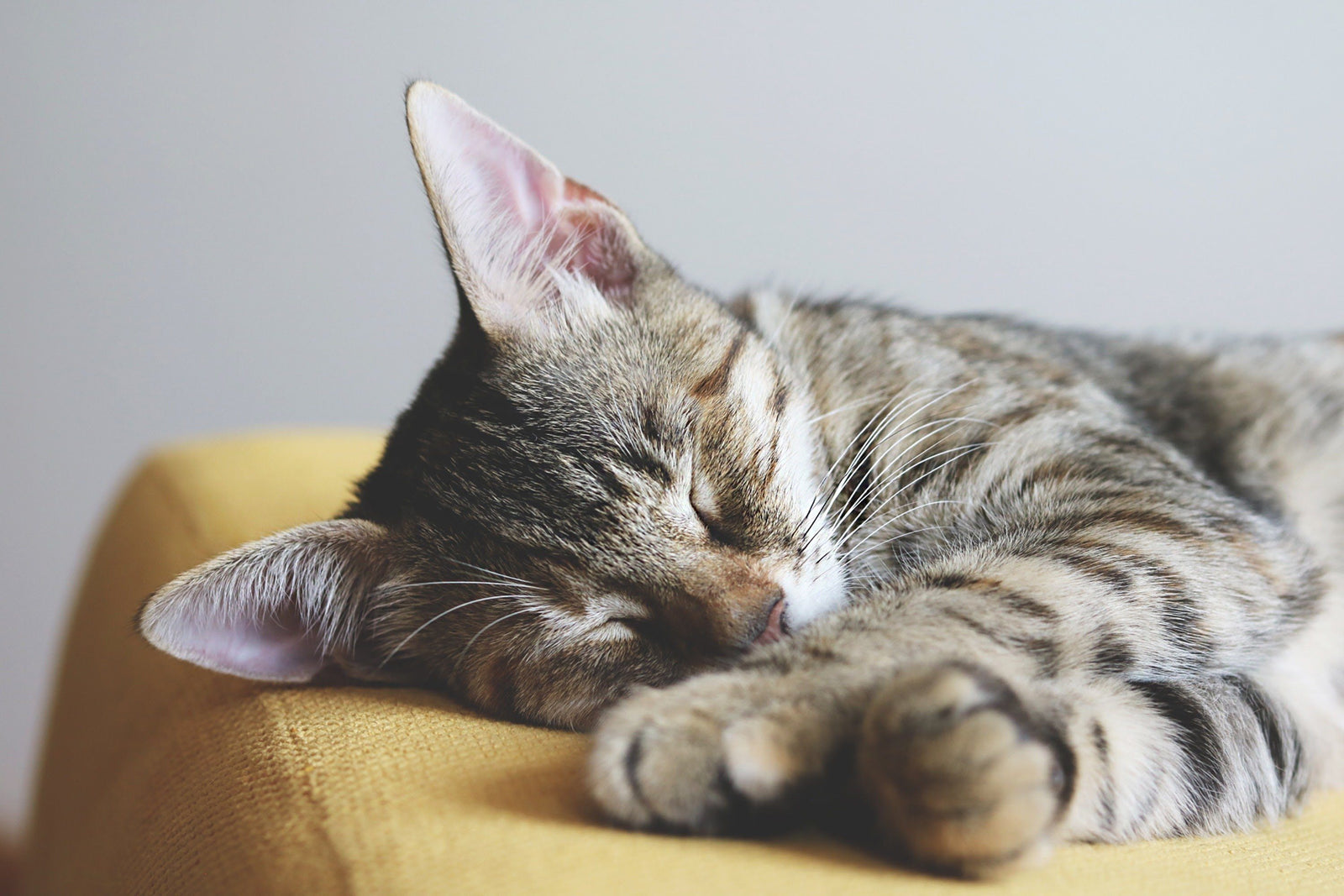 cat sleeping