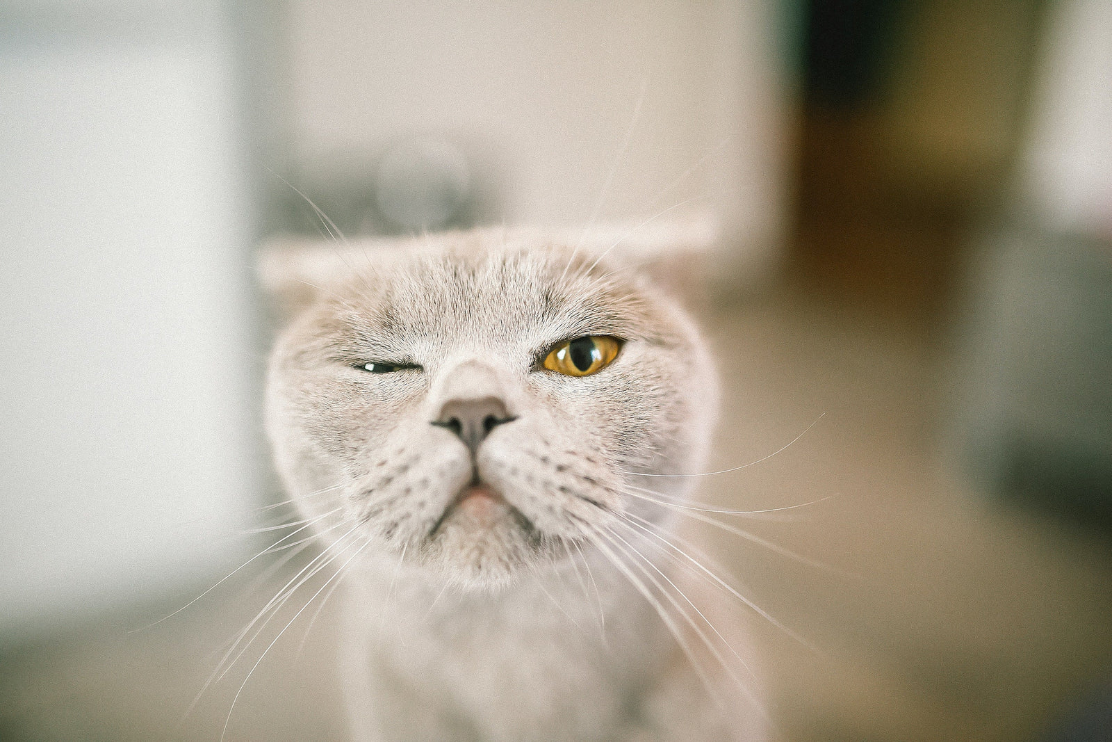 grey cat