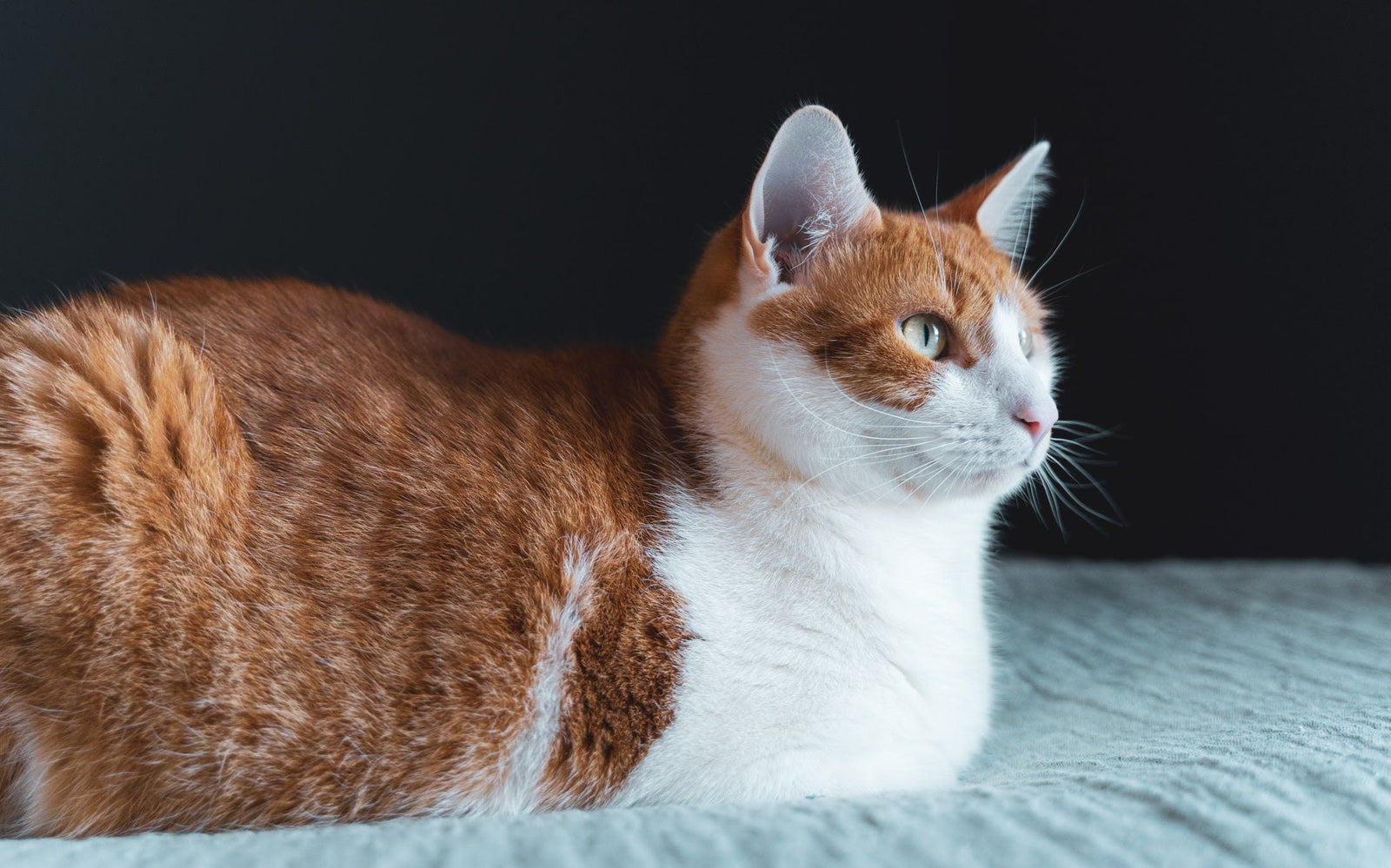 Cat UTI Treatment at Home: Signs, Care Tips & When to See a Vet