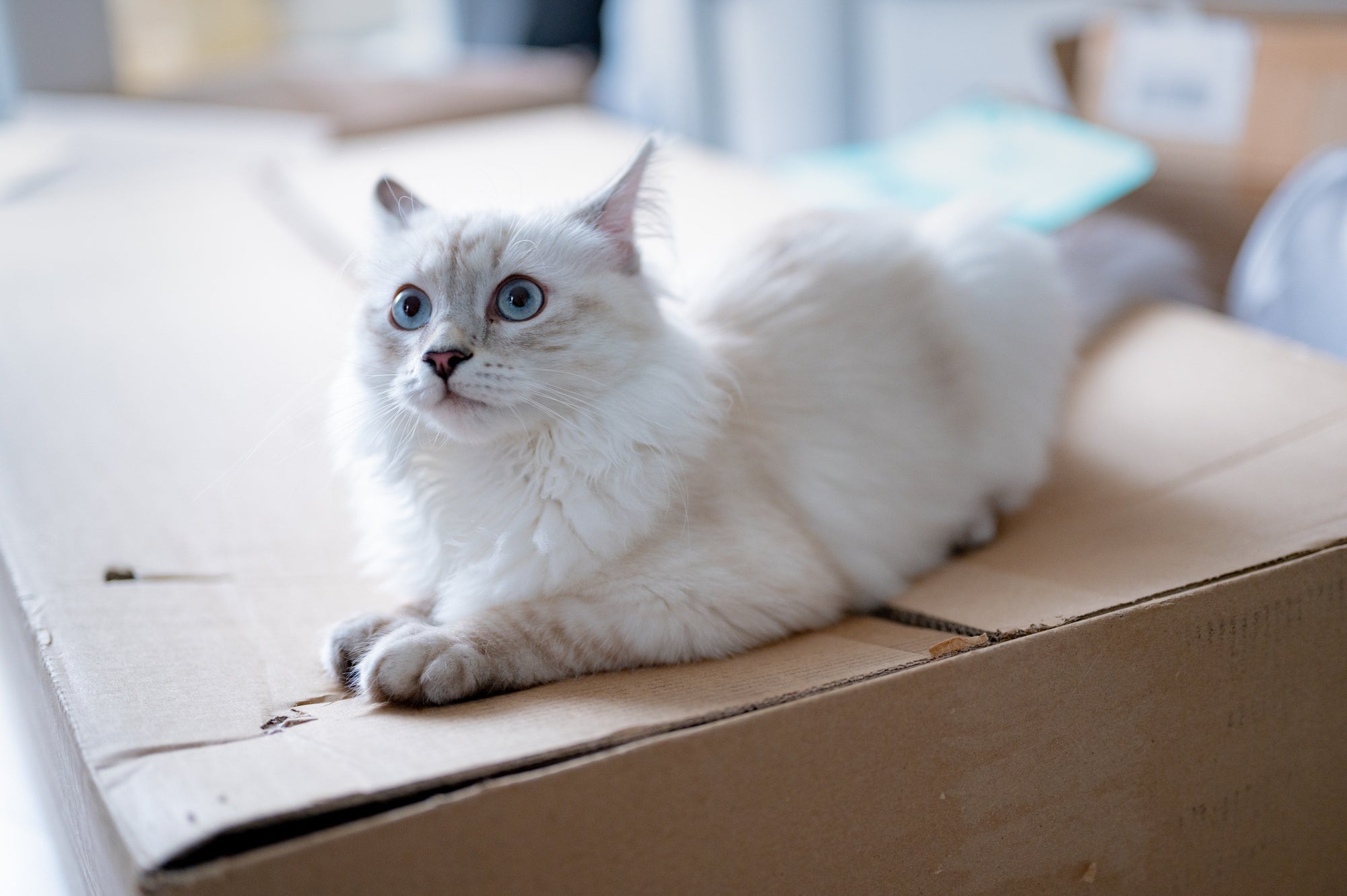 cat on box