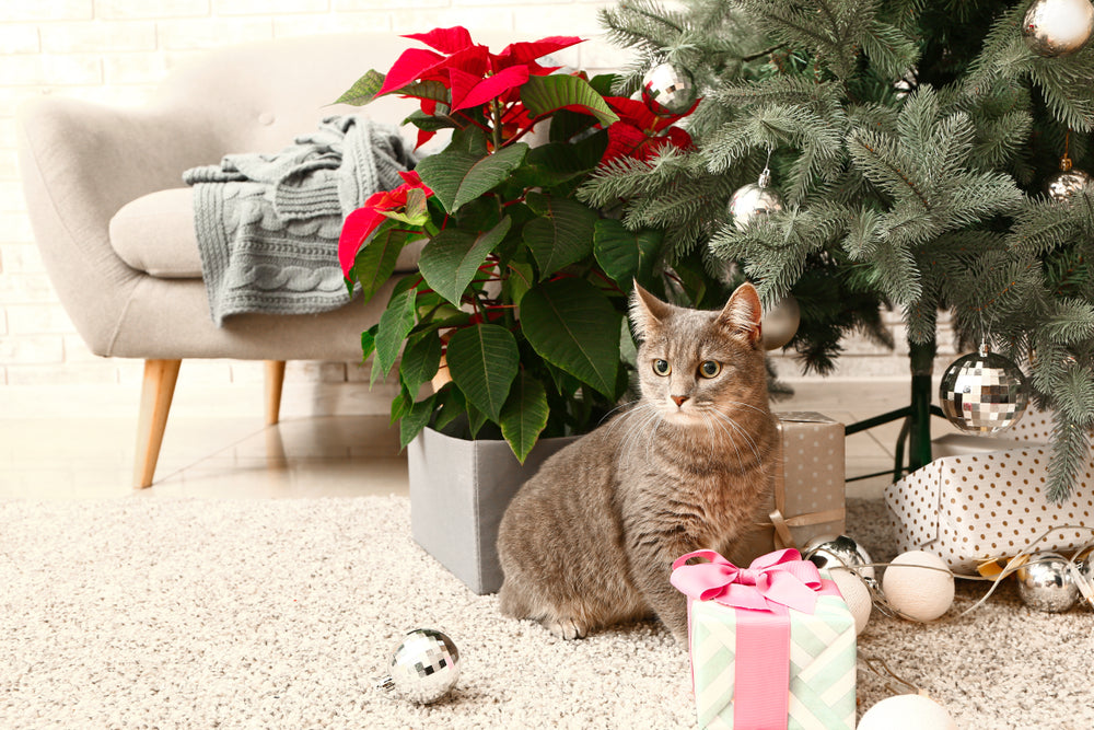 Are Poinsettias Poisonous to Cats?