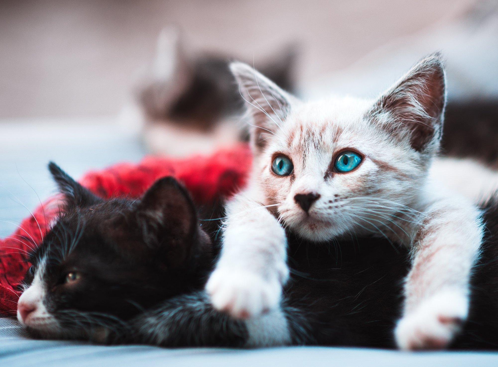 Is Multi Pet Insurance Right for Your Furry Family?