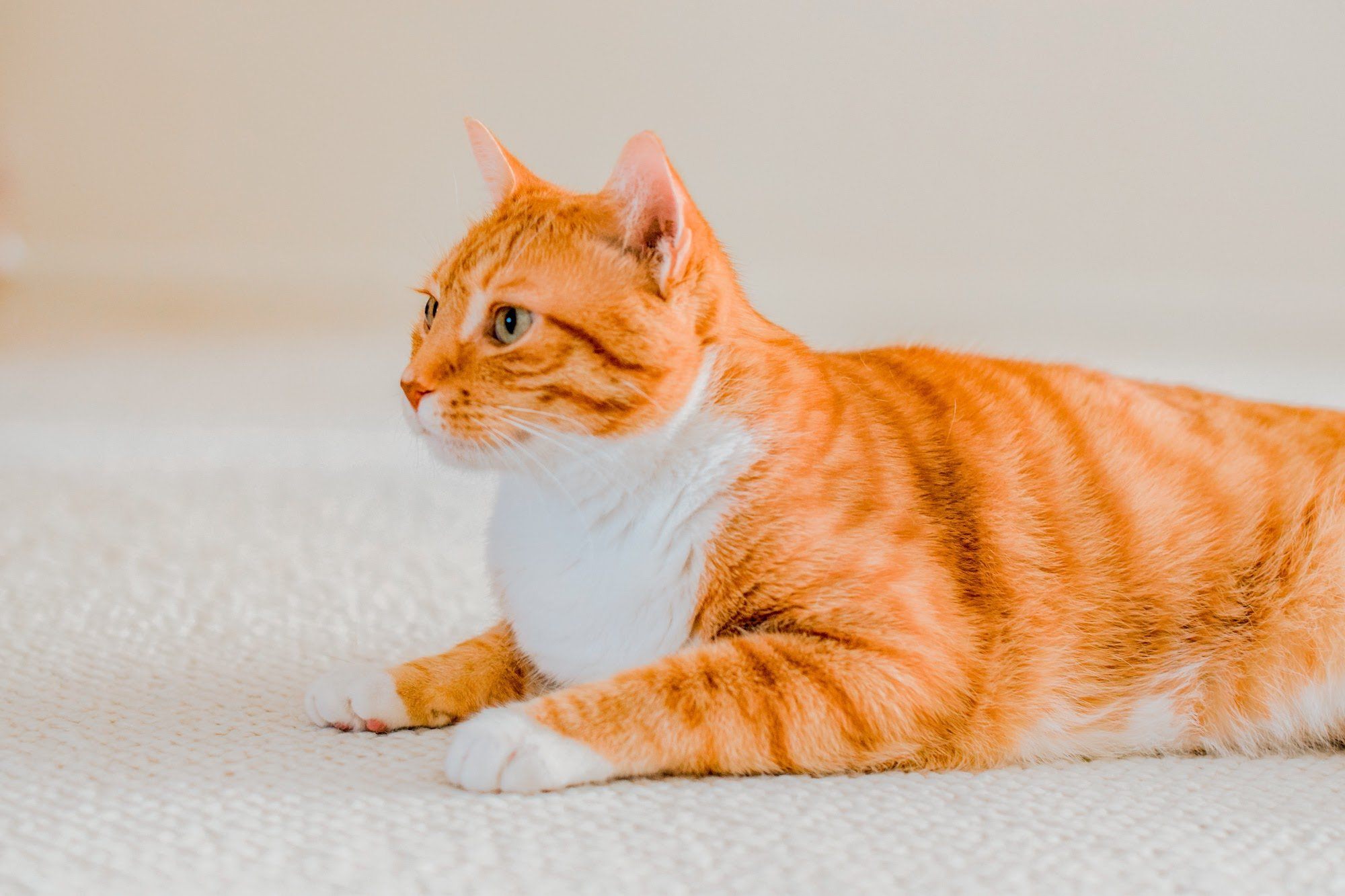 Pretty Litter vs. Fresh Step Cat Litter: What's the Difference?