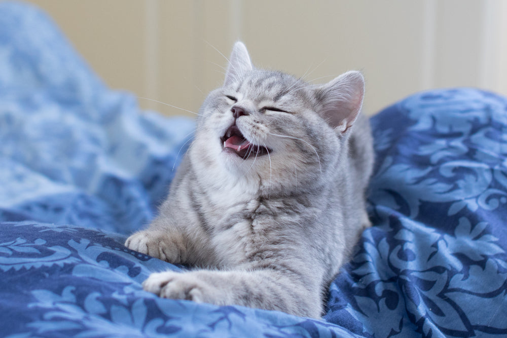 cat laughing