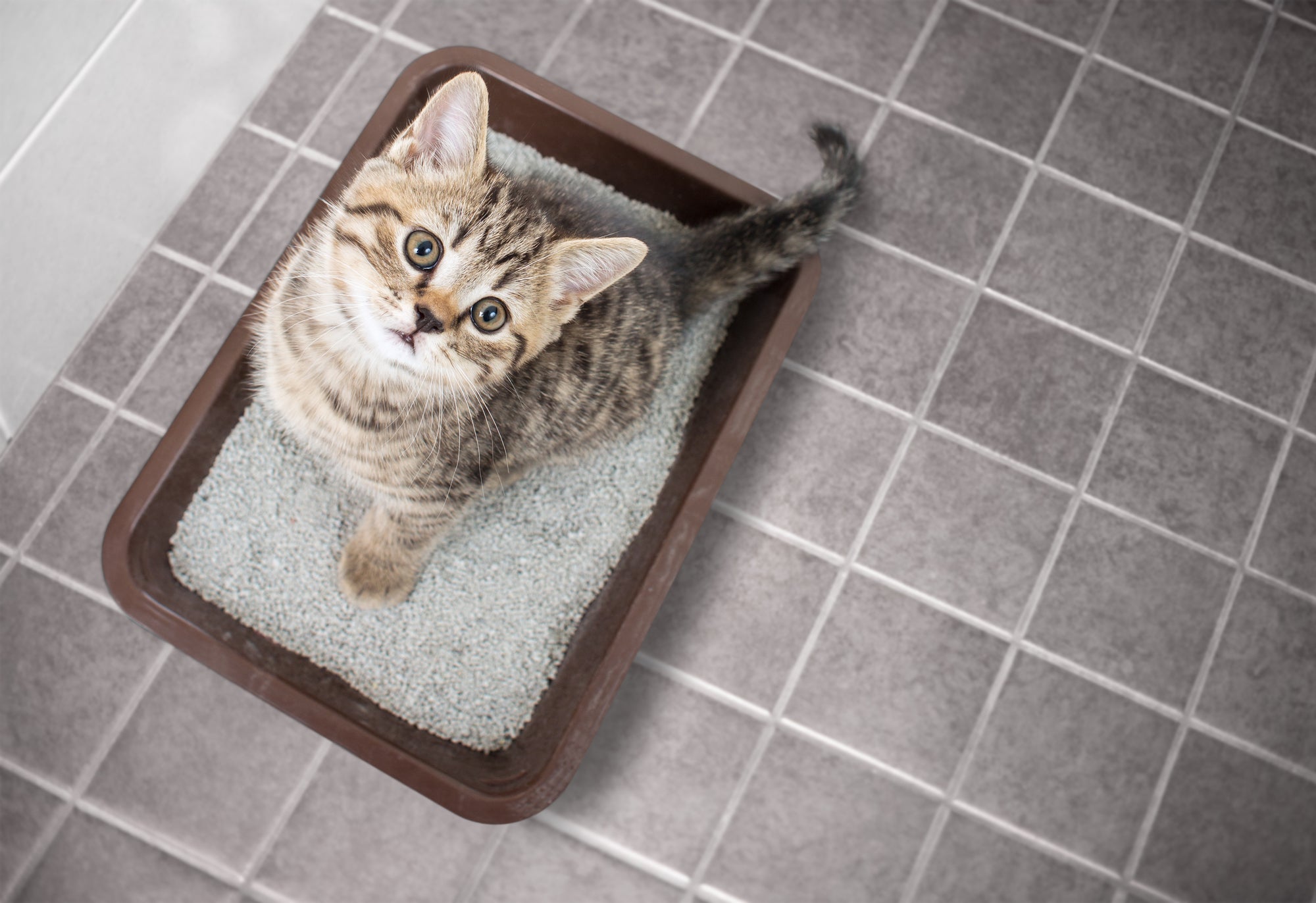 How Much Litter Should You Put in the Litter Box?