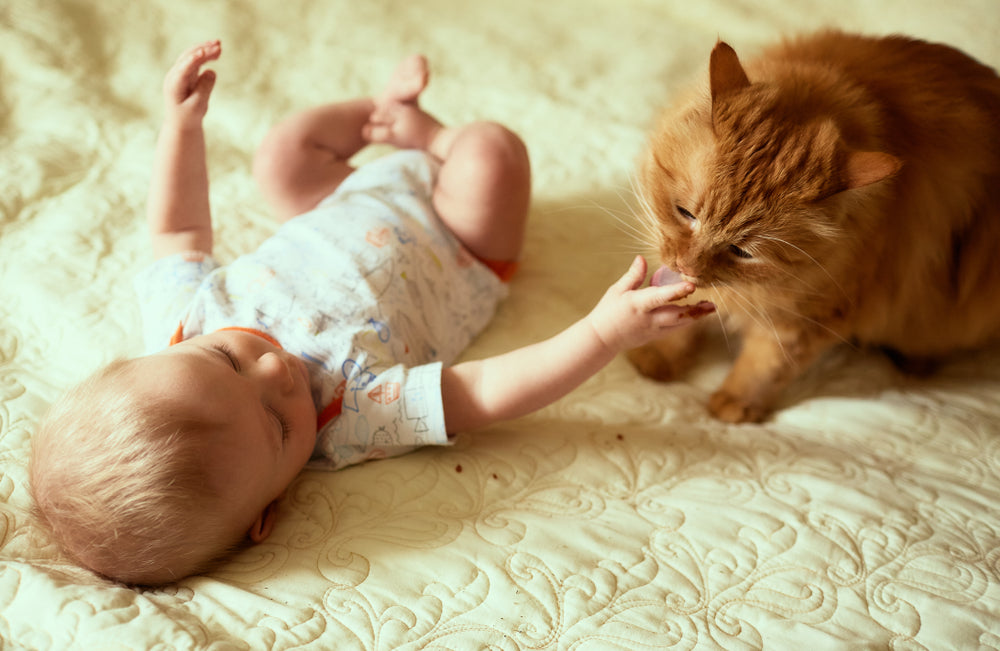 babies and cats