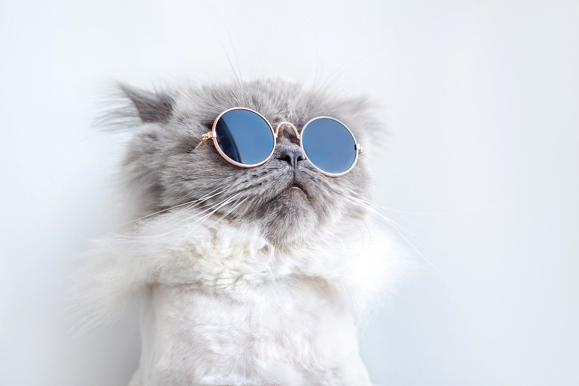 Fun Feline Tunes: Cat Songs For Your Summer Playlist