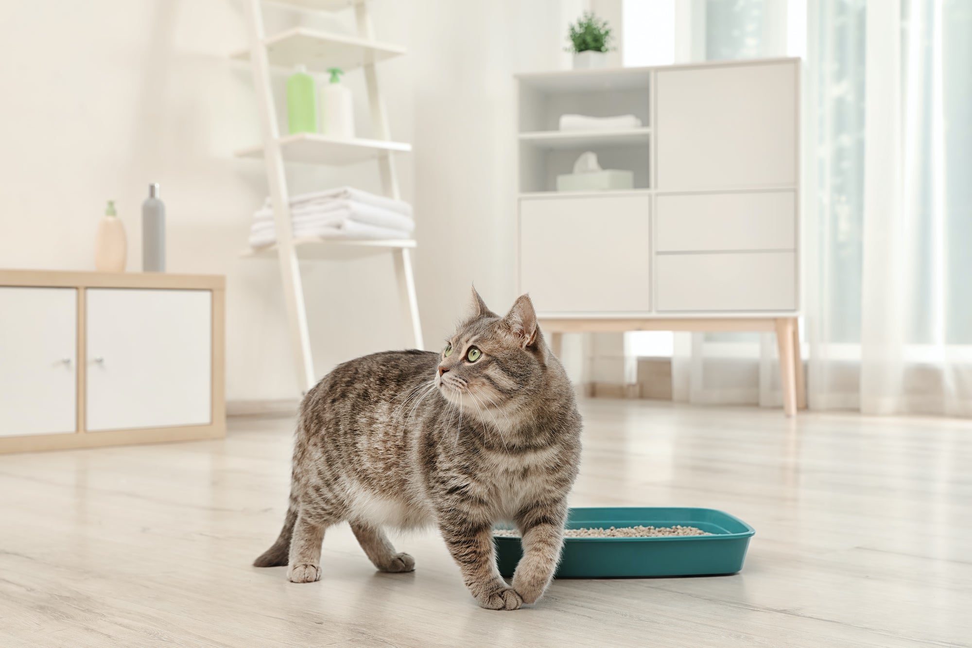 Top 6 Places to Put Your Litter Box