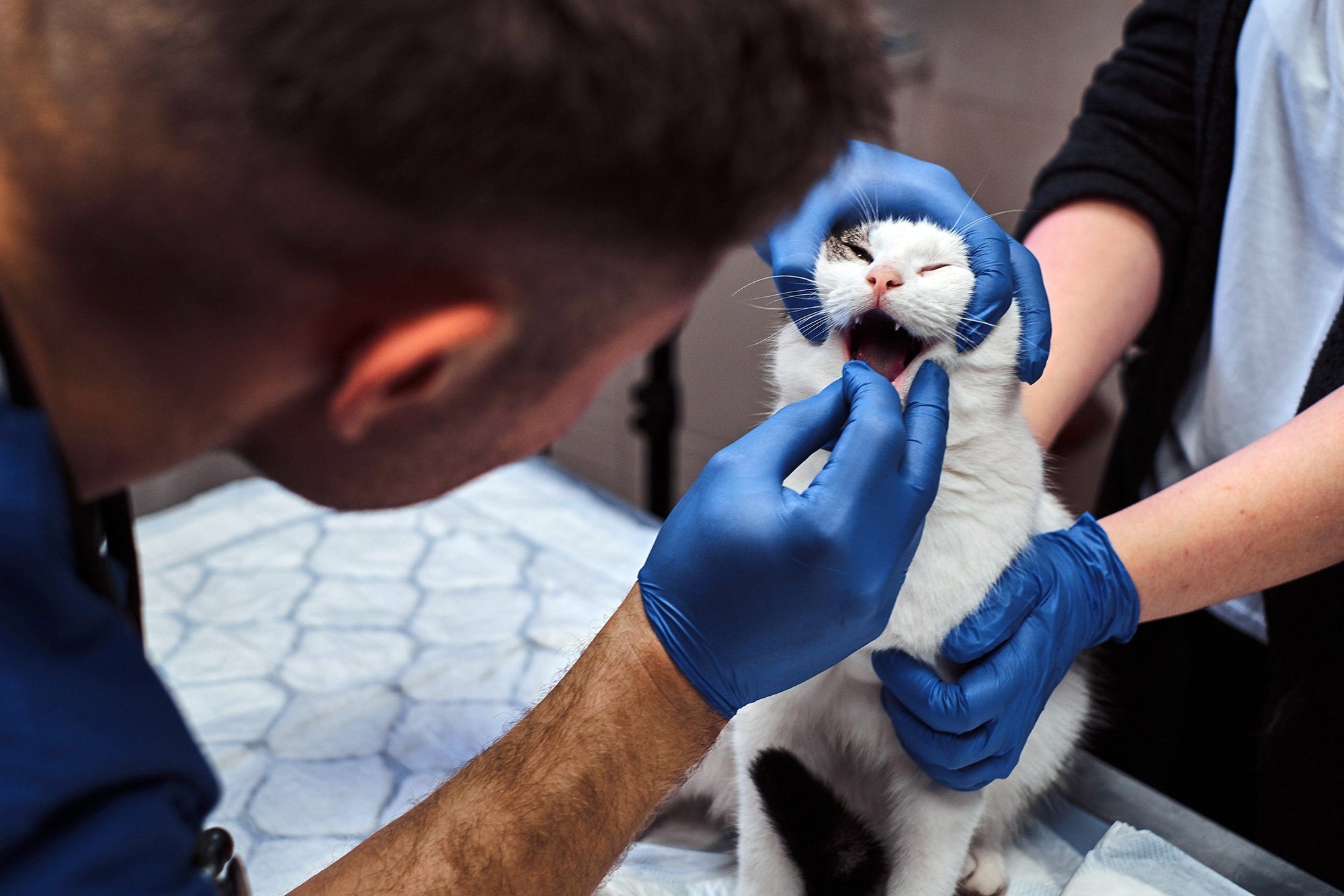 Can Cats Get Cavities? The Importance of Cat Dental Care