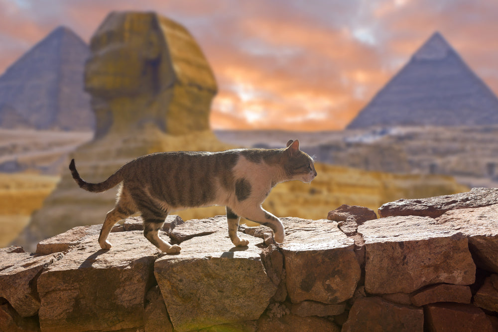 Cat in Egypt