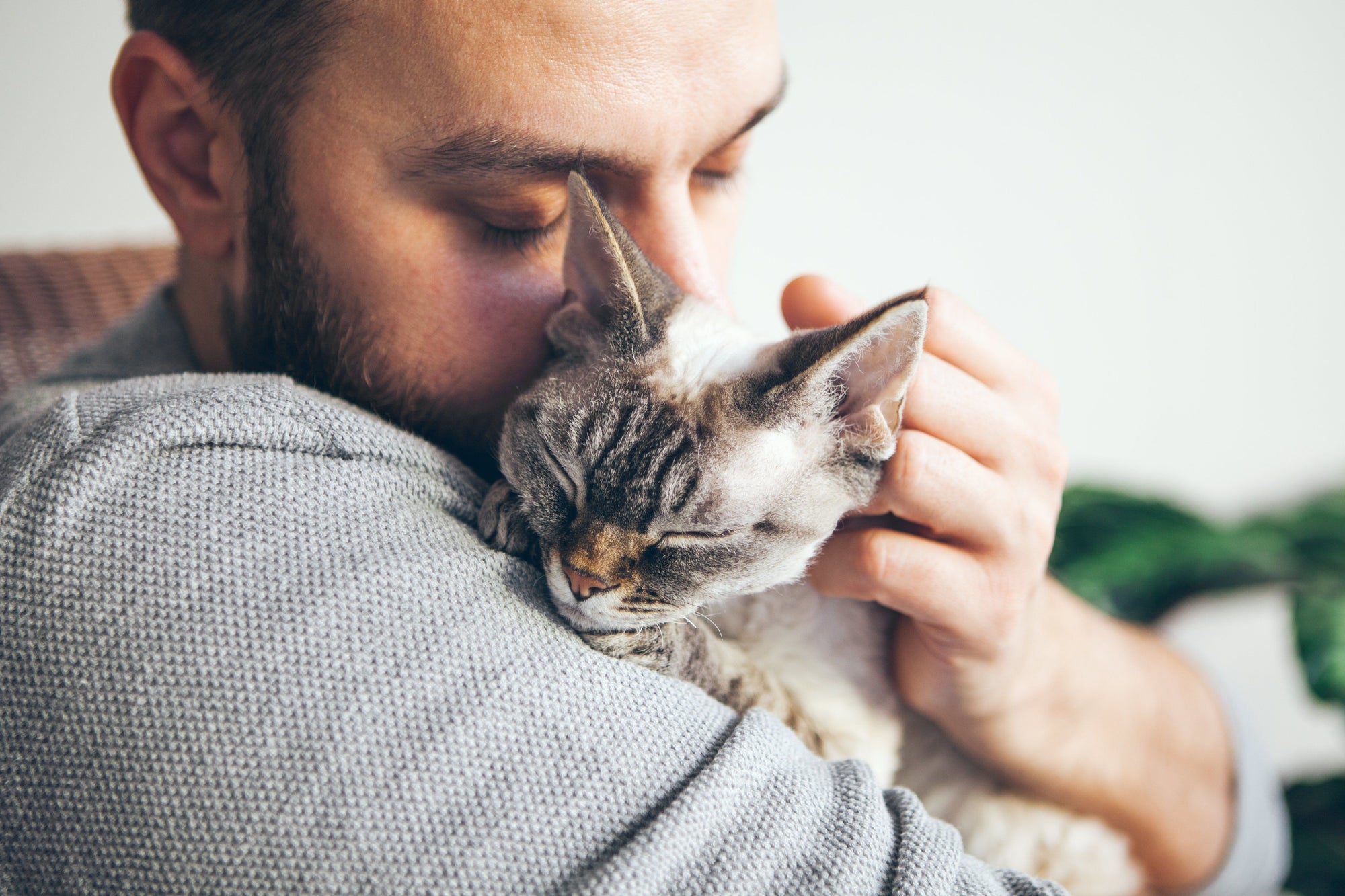 How to Celebrate National Cat Day With Your Furry Friend