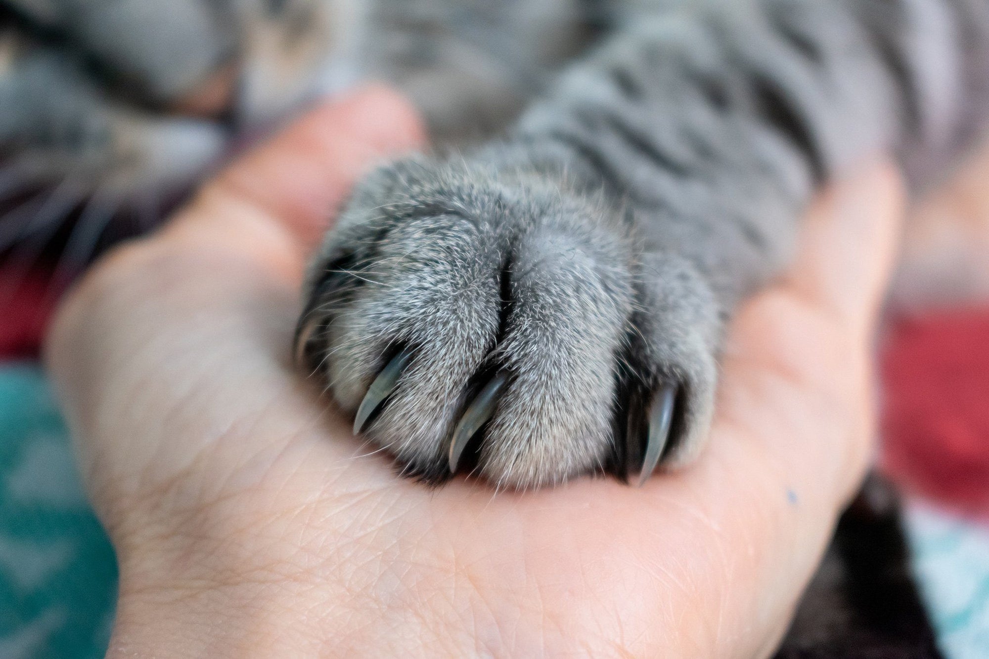 Why You Should Never Declaw Your Cat