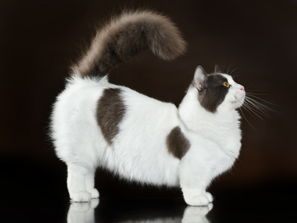 munchkin cat