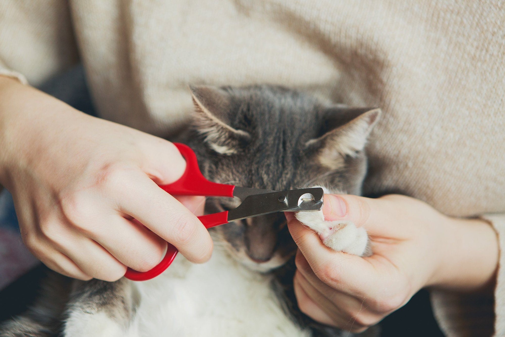 How to Trim Your Cat's Nails Painlessly