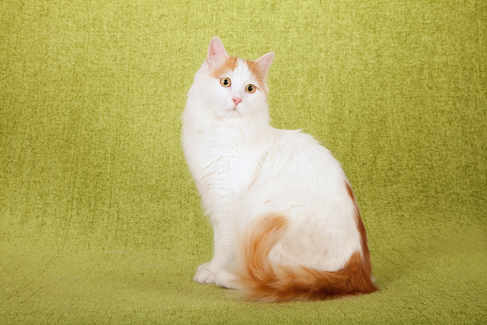 Turkish Van Cat