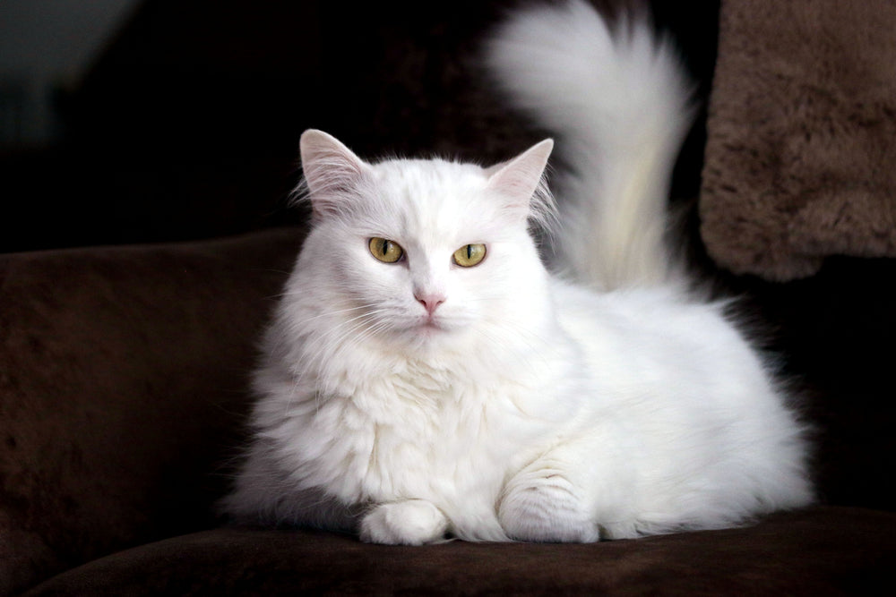 cat sitting on couch