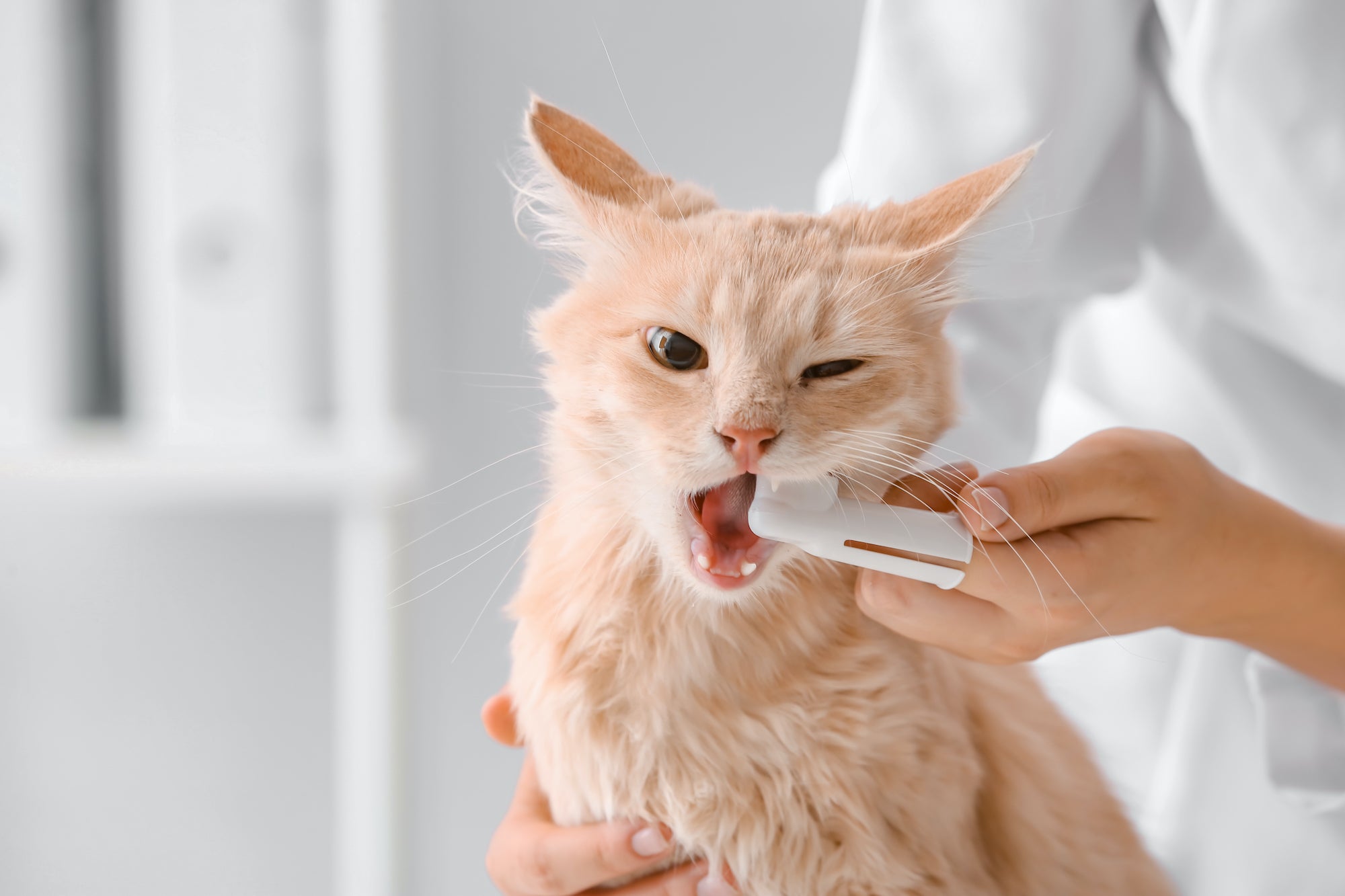How to Clean Your Cats Teeth