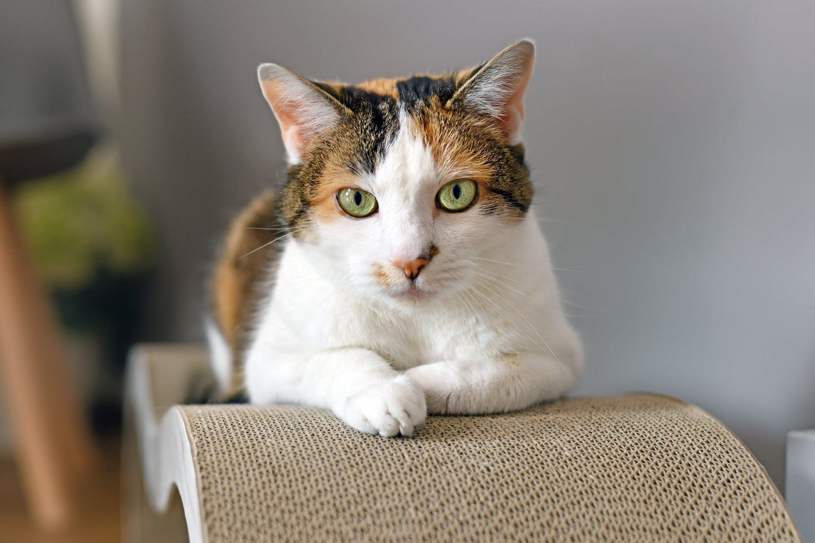 Cat Paw Infection