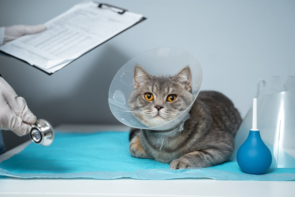 cat with vet