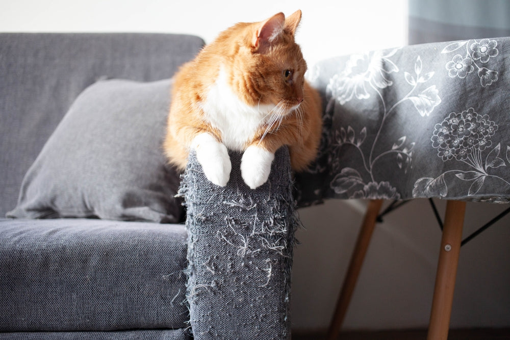 cat on cat tree