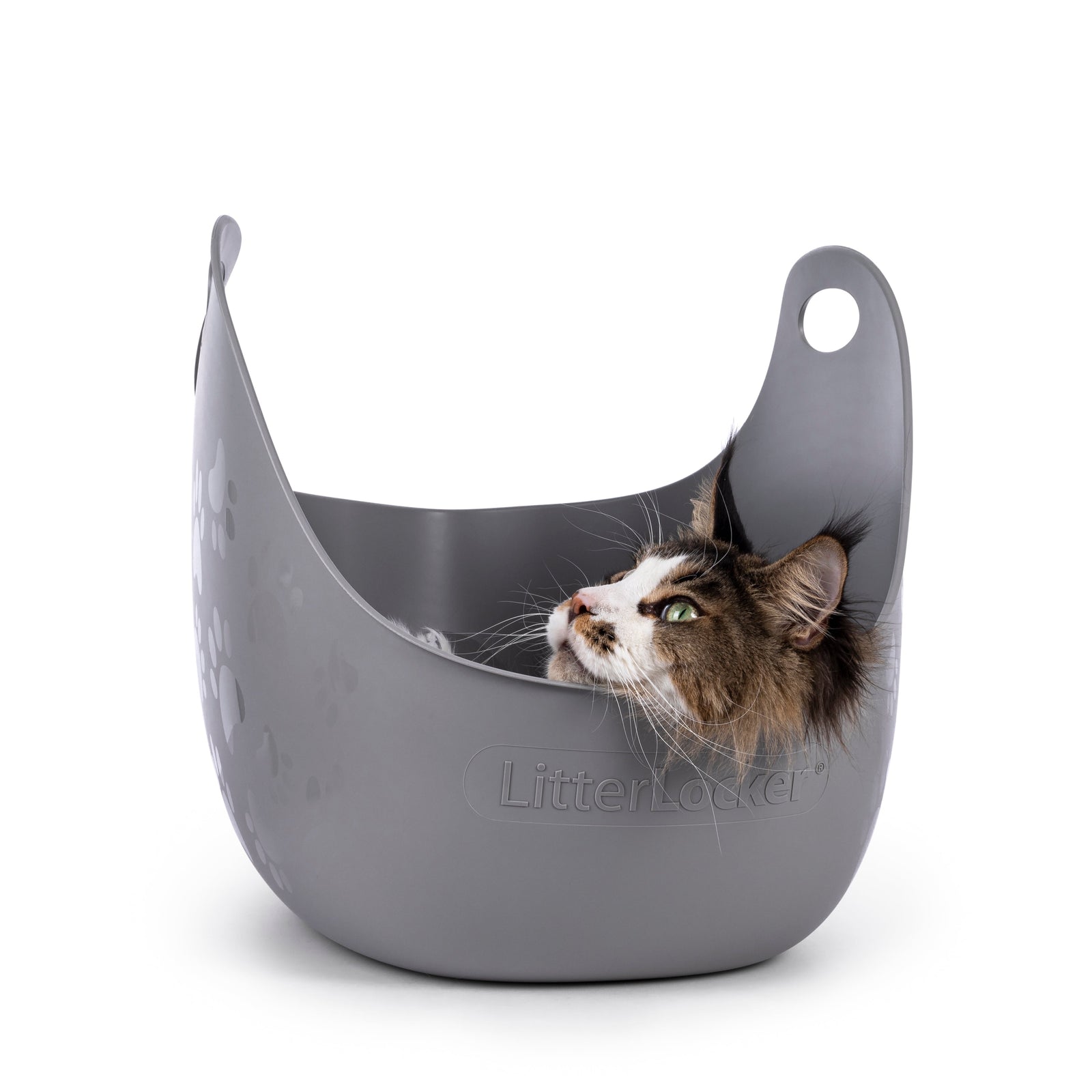 Why Is My Cat Laying in the Litter Box?