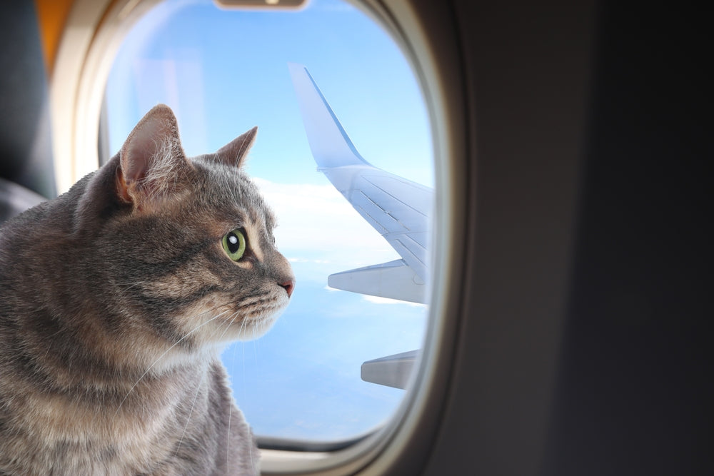 cat IN PLANE