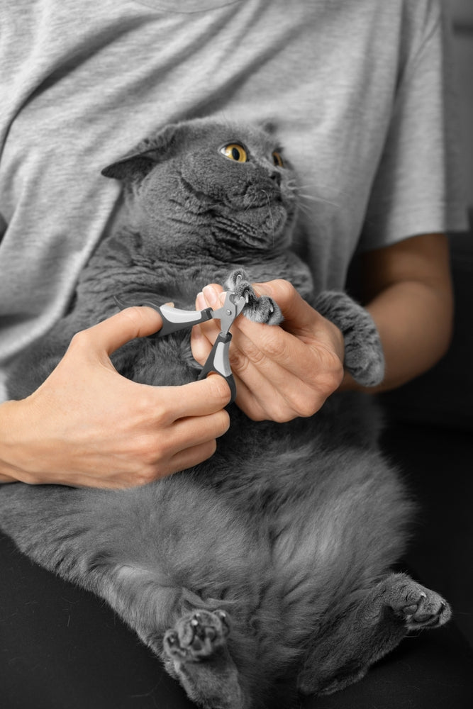 cat getting claws clipped