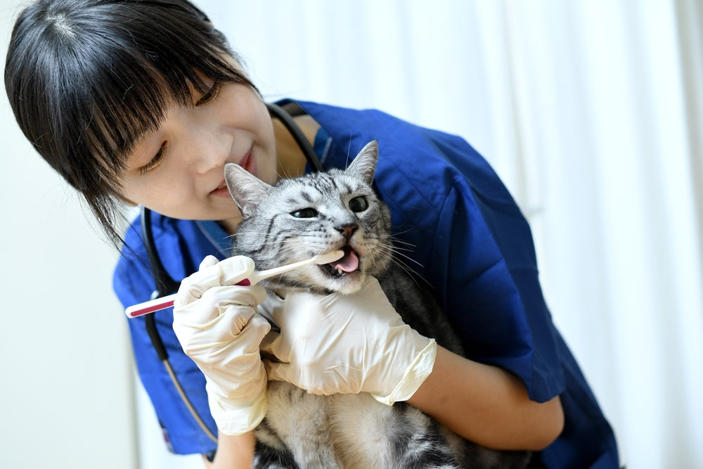 brushing cat's teeth