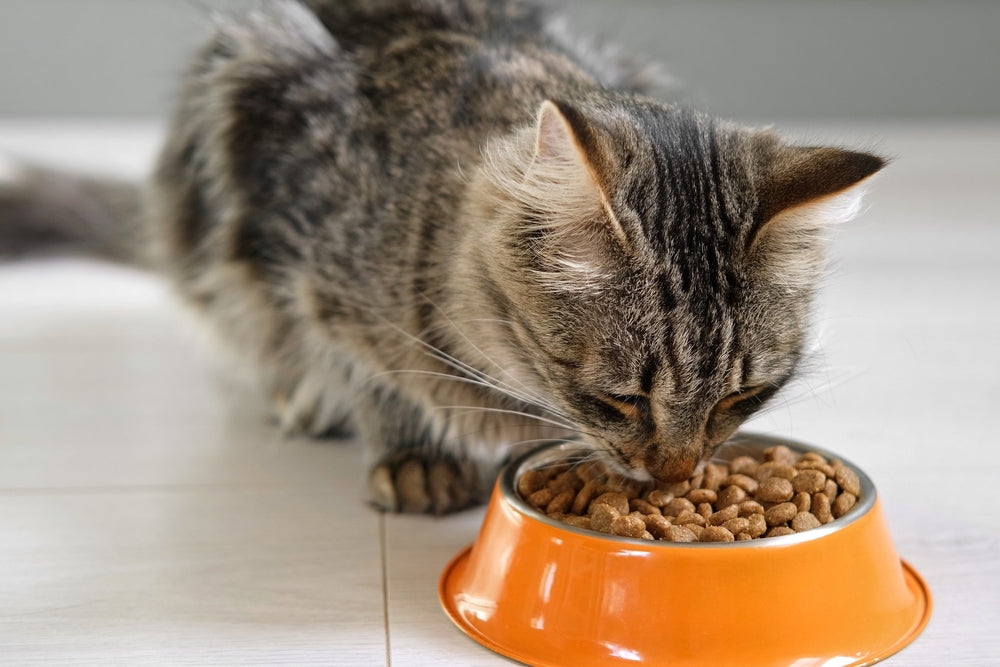 cat with food bowls