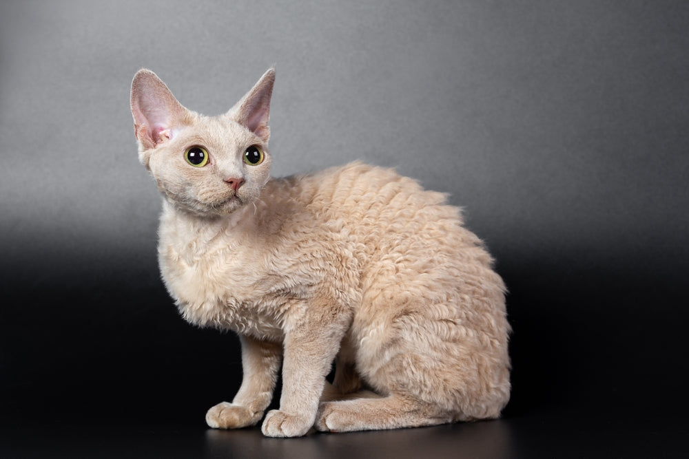 Devon Rex Cat