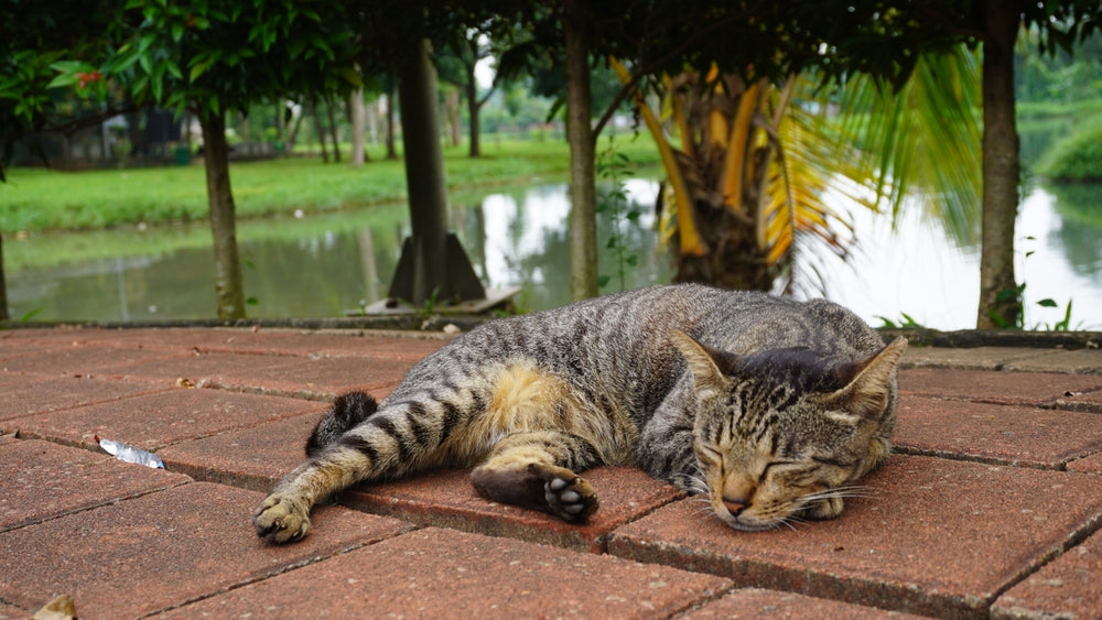 5 Reasons California Spangled Cats Make the Best Pets