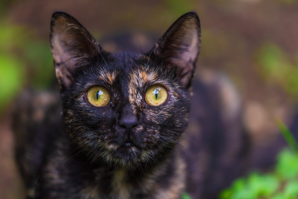 Tortoiseshell Cats