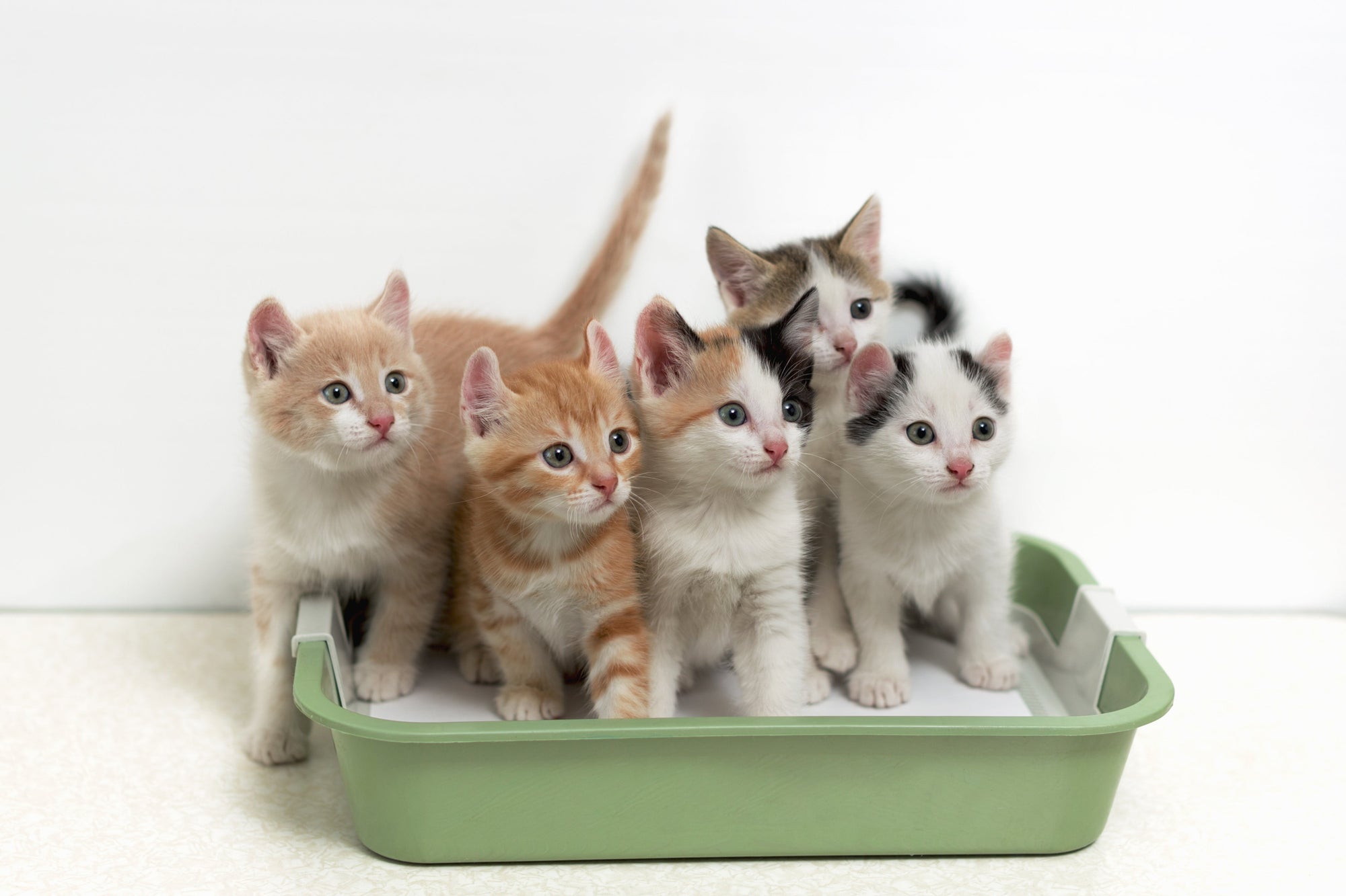 kittens in litter box