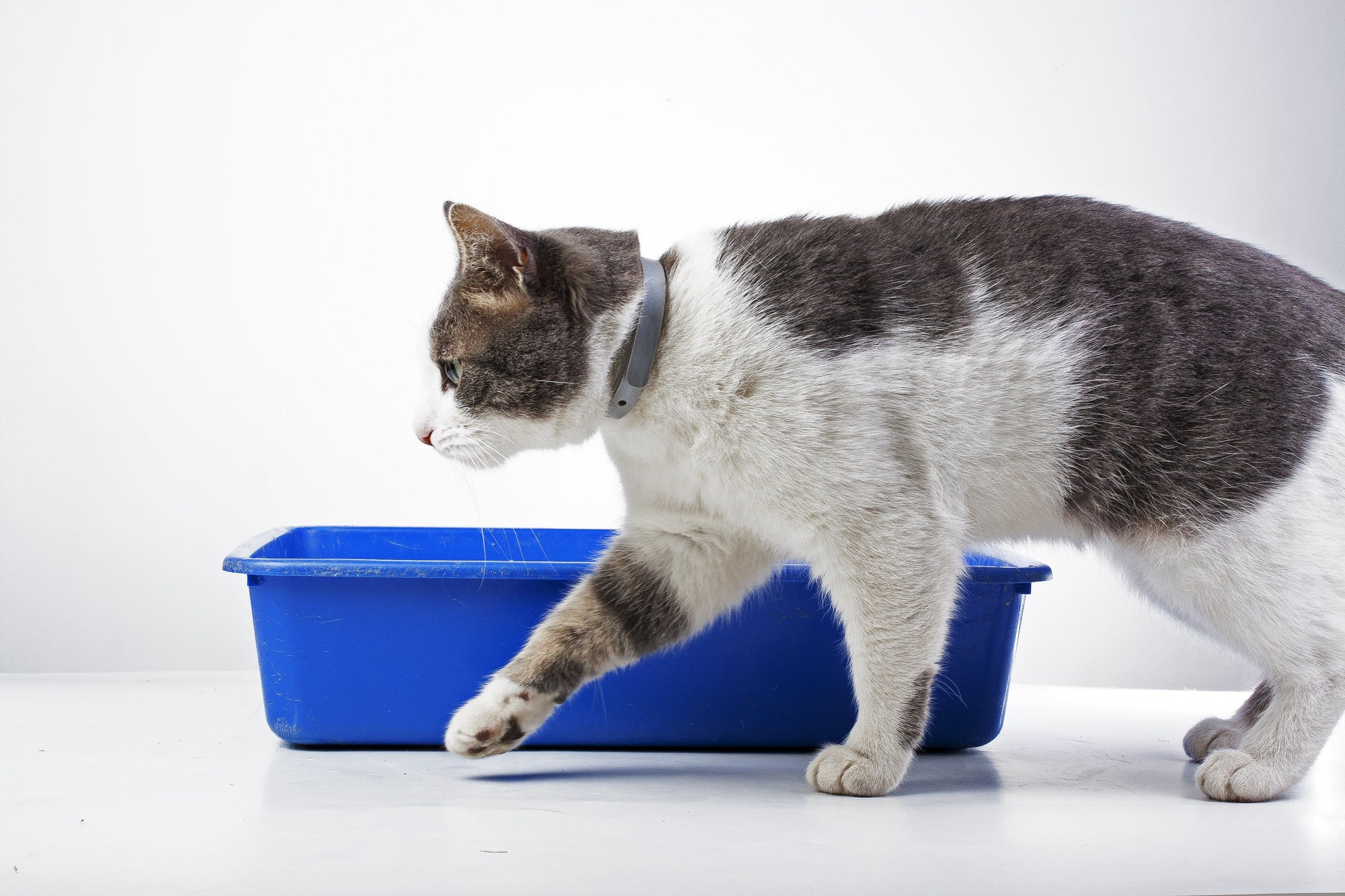 Top Reasons Your Cat Is Not Using the Litter Box