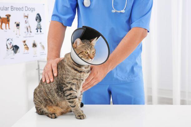 A Brief Guide to Cat Neutering