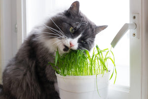 5 Best Plants Cats Can Eat Safely