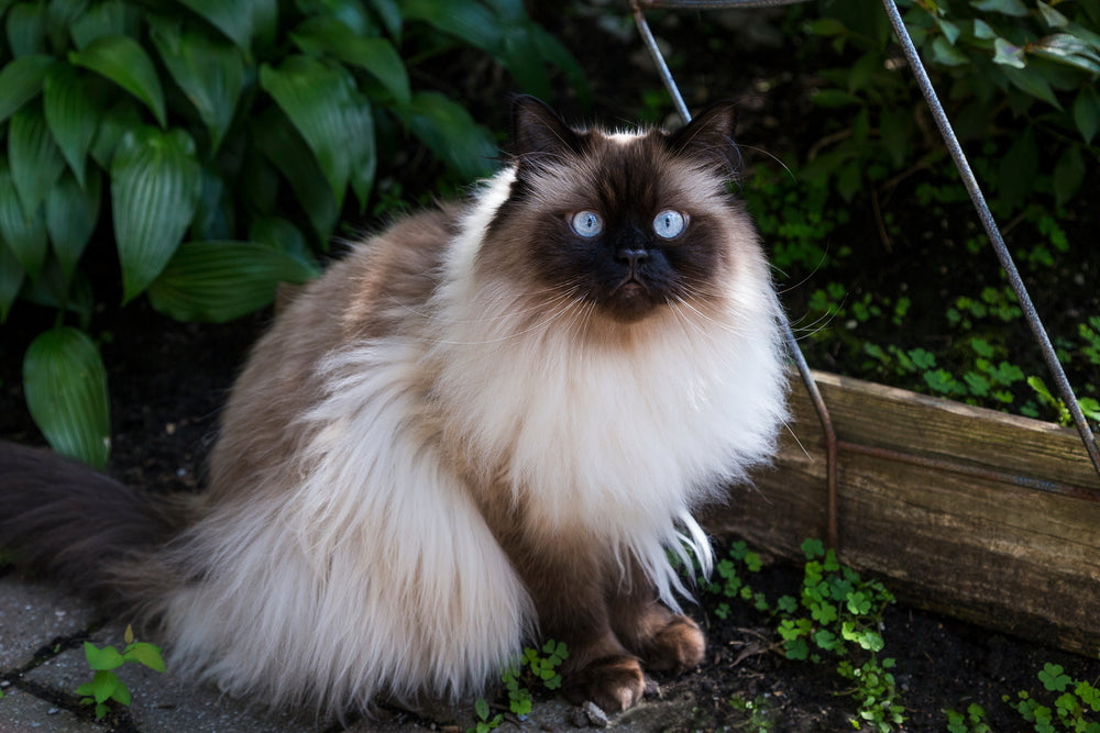 Himalayan Cats