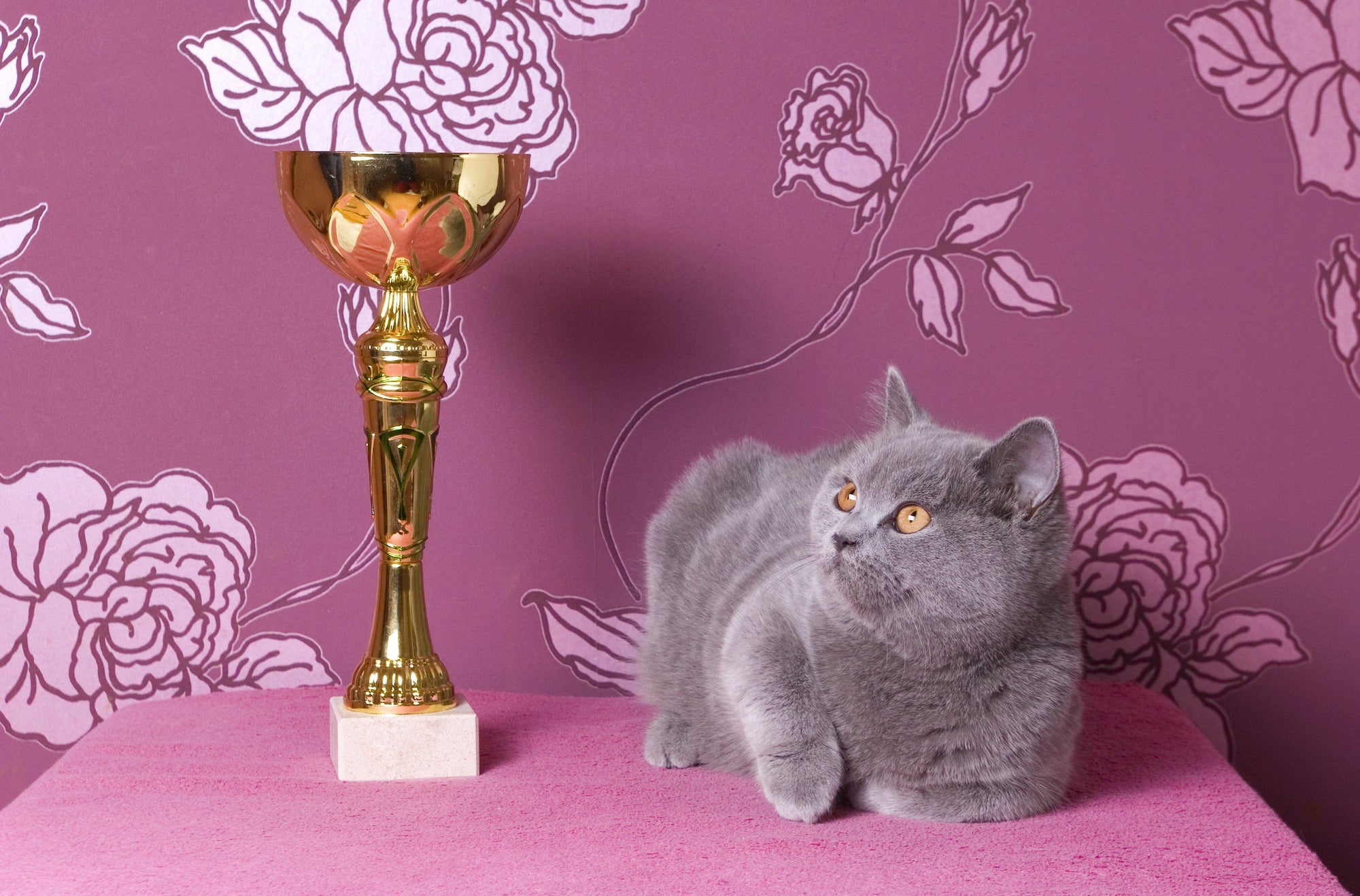 All You Need to Know About the World of Cat Shows