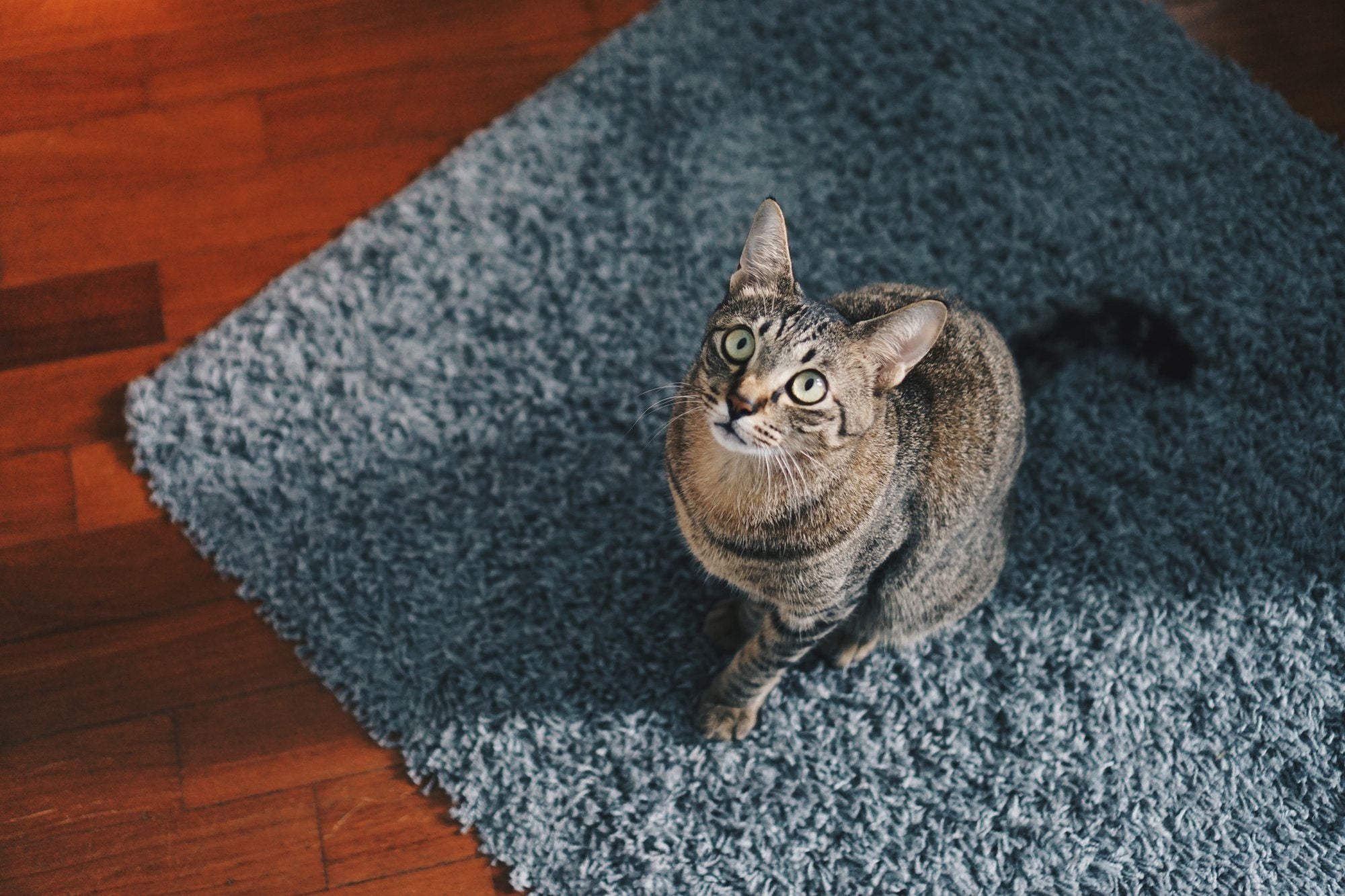 Floor Cleaning Products: What Every Cat Mom (and Dad) Should Know
