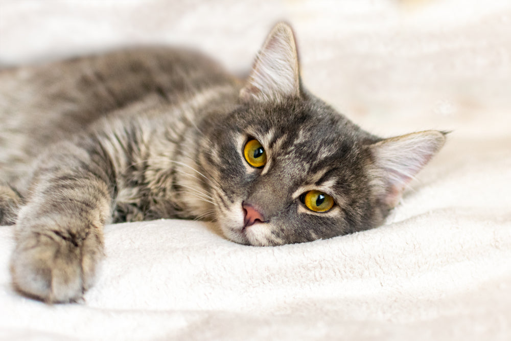 untreated-uti-in-cats