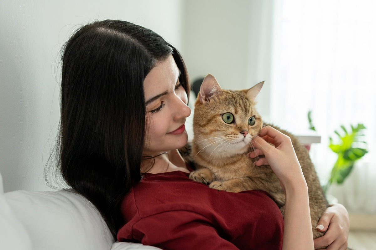 What You Need to Know Before Adopting a Cat