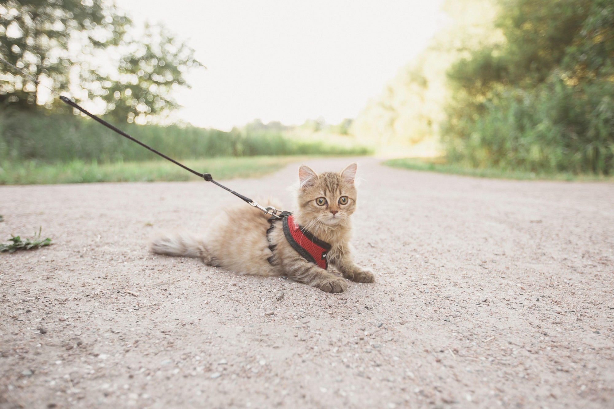How to Train a Cat to Walk on a Leash
